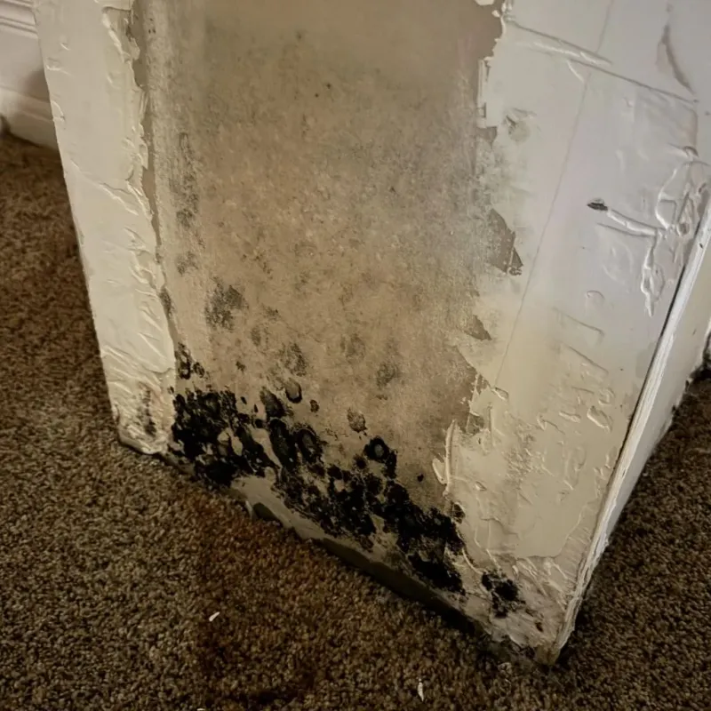 Professional Mold Removal in Gibbon, NE